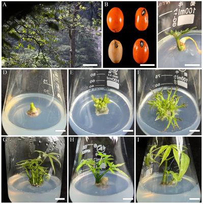 An efficient in vitro organogenesis protocol for the endangered relic tree species Bretschneidera sinensis and genetic fidelity assessment using DNA markers